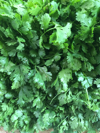 Fresh Coriander